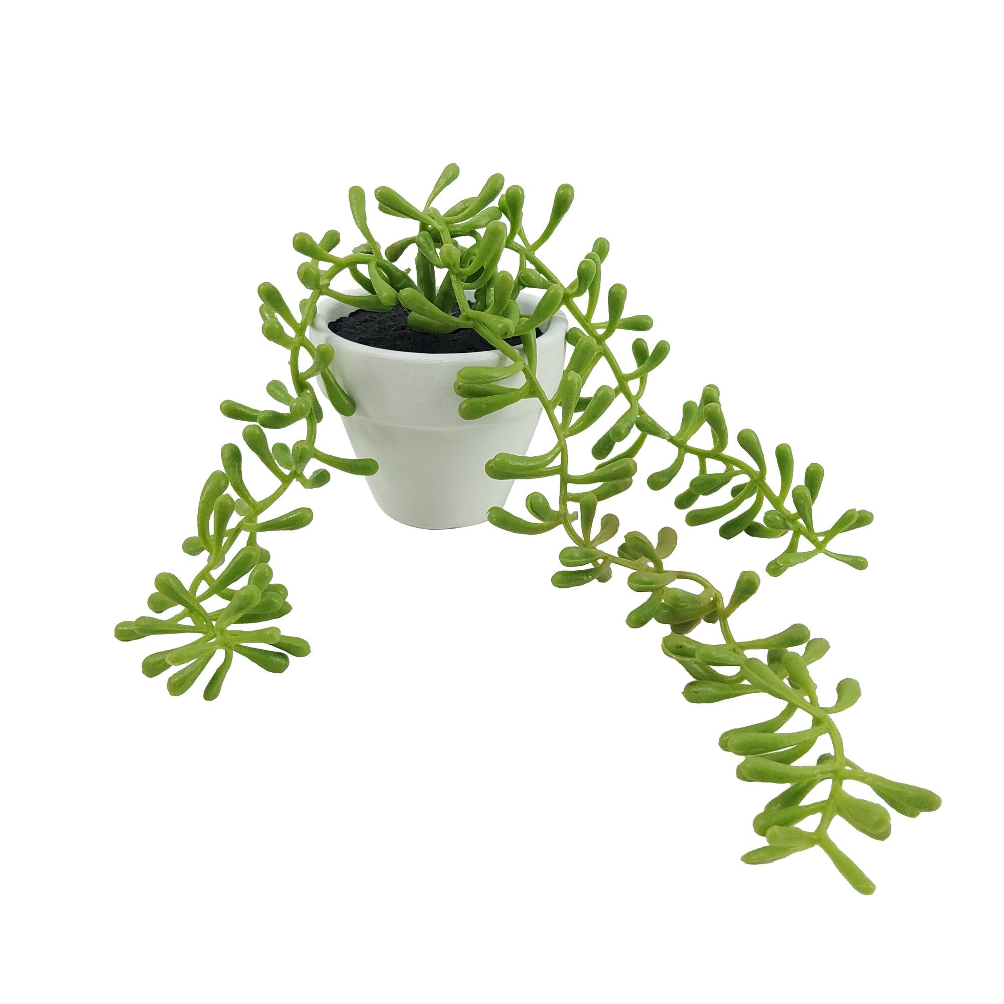 Assorted Micro Potted Succulent, 1pc. by Ashland®